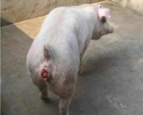 母猪常见五种疾病,母猪的常见疾病和防治方法