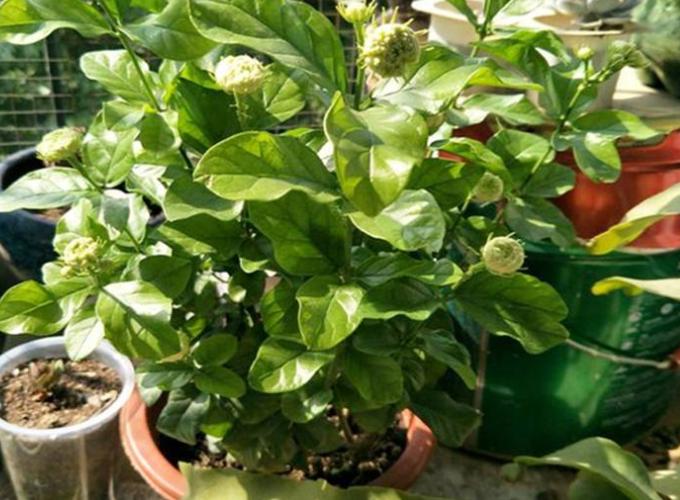 刚买茉莉花怎么养护好,6月份买的茉莉花如何养护长新芽