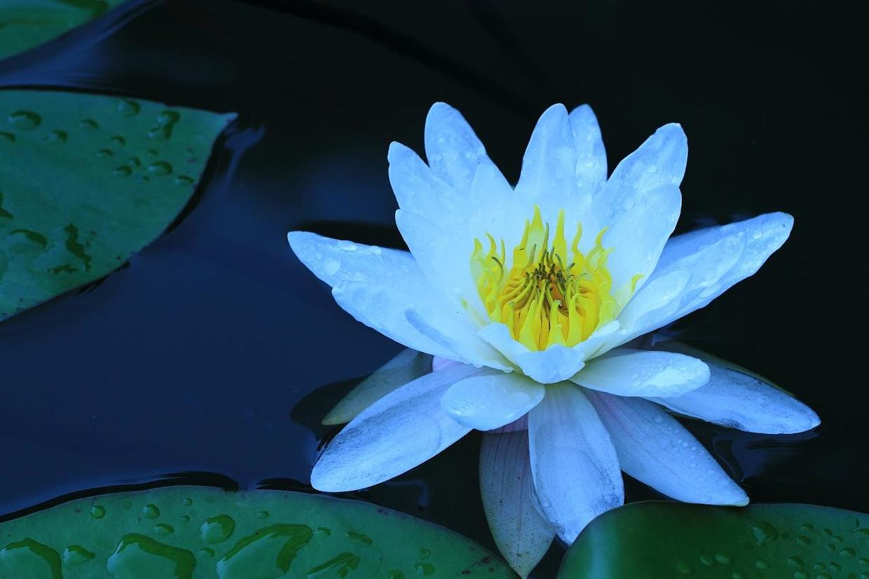 中国十大名花之花中之王牡丹,作为富贵象征的牡丹花