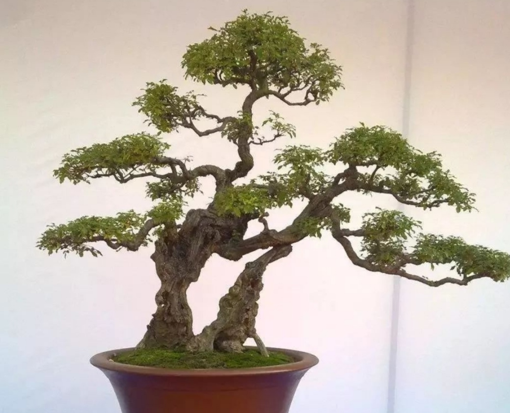 适合家庭养殖的盆景树,荆树疙瘩盆景如何造型