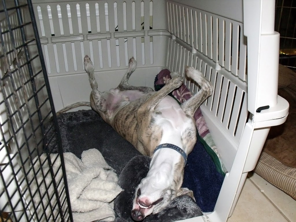 狗狗被关进狗笼反应很大,主人被蛇吓到把狗关到了笼子里