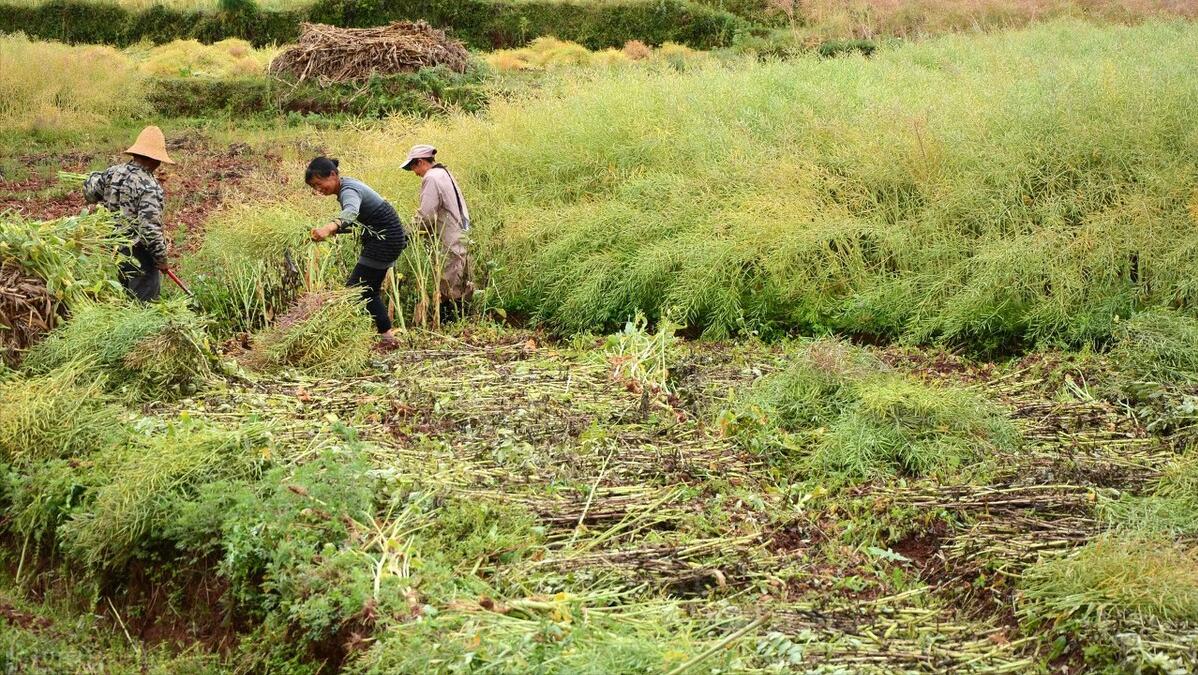 故乡的村庄女生版完整版,故乡的村庄歌曲