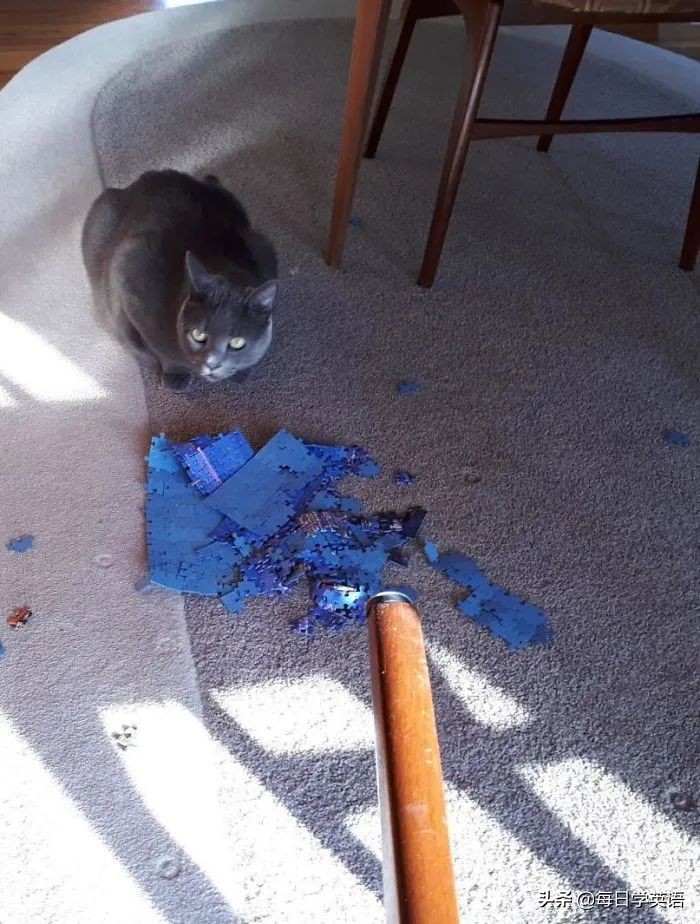 如何和家猫互动,怎样和猫共同拼图