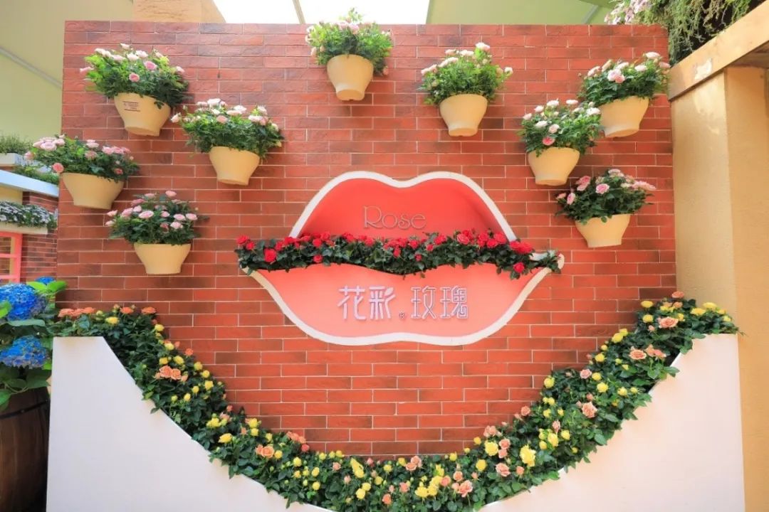 这个花展上的新优品种，为什么这么美？