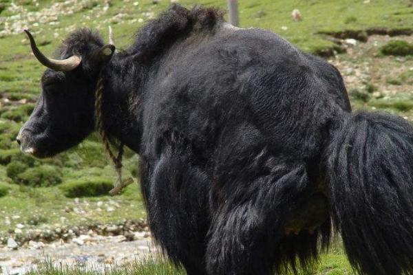 牦牛养殖出售,牦牛养殖合作社项目前景分析