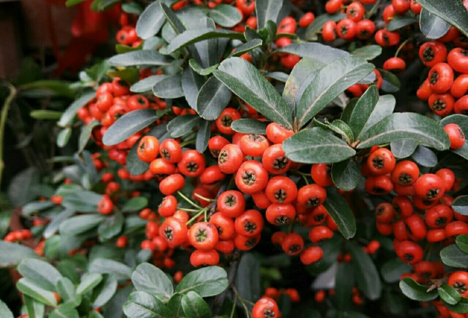 植物图鉴窄叶火棘,植物图鉴灌木