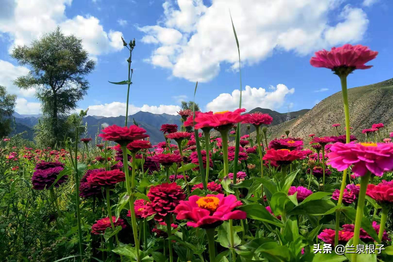 夏河县达尔宗湖景区电话,夏河县达尔宗湖游玩攻略
