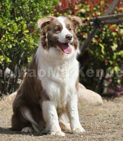 西安边境牧羊犬领养,领养边境牧羊犬幼崽
