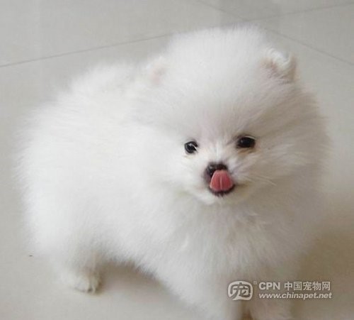 常见狗狗价格排行,狗狗价格以及品种大全