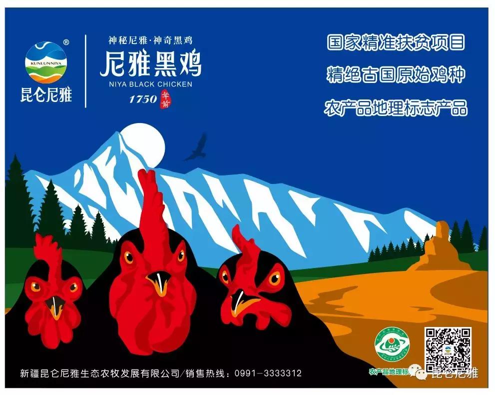 尼雅黑鸡是土鸡吗,尼雅黑鸡苗乌鲁木齐哪里售卖
