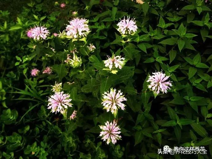 薄荷有清热解毒的作用吗,有一种特别清凉的薄荷