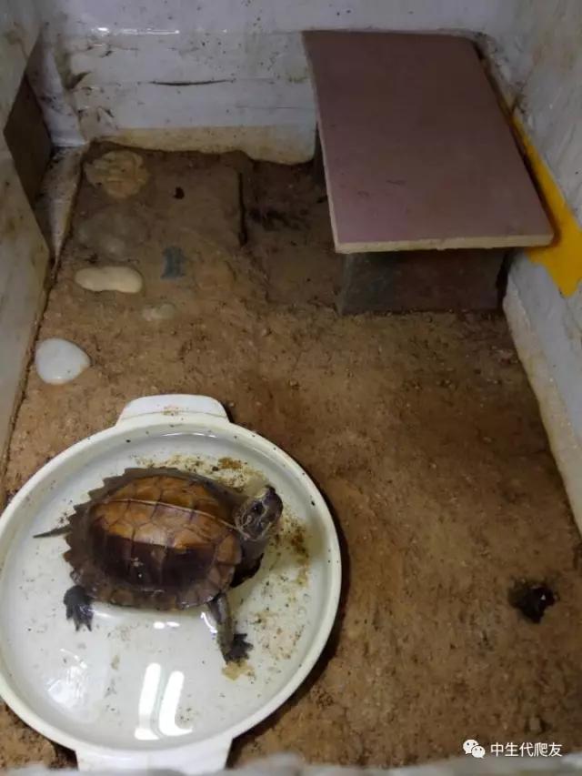 半泥半水的养龟环境视频,欧泽龟用什么环境养
