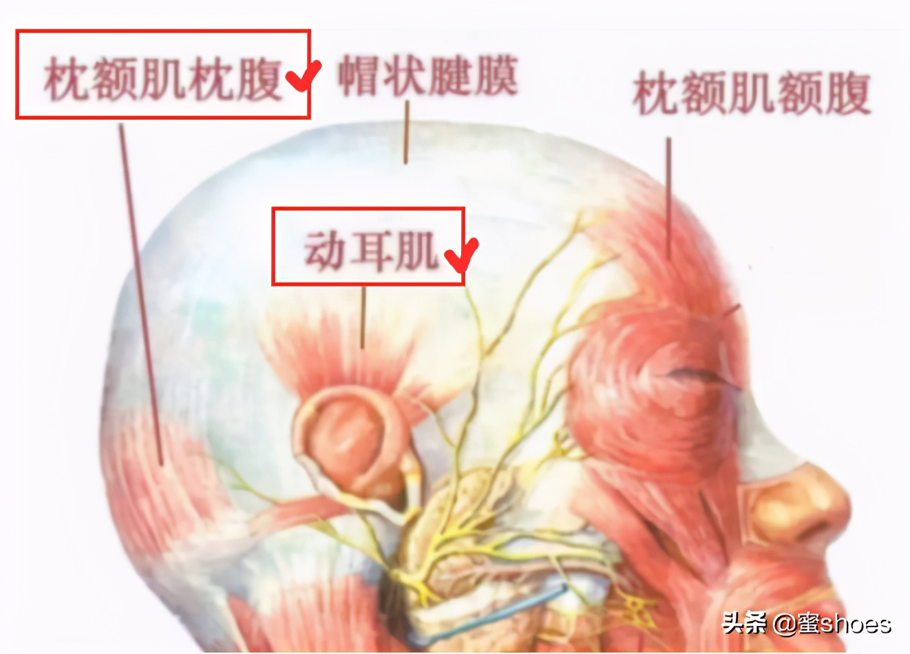 4个让你变美的脸部动作,教你4个变美动作