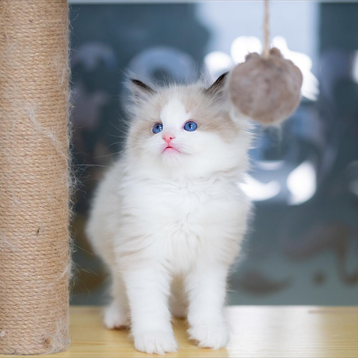 布偶猫养公猫好还是母猫好,布偶猫养母的还是公的