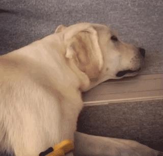 为抢玩具狗子跳起电臀舞！这么搞笑的屁屁可以看一年