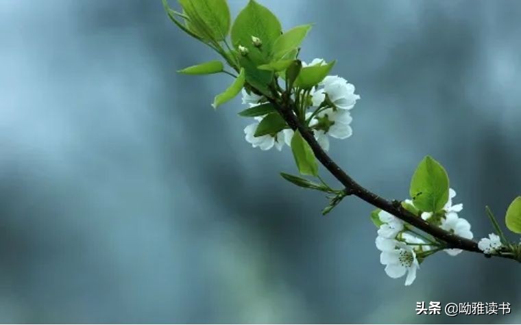 翠叶藏莺朱帘隔燕的意思,翠叶藏莺古诗朗诵视频