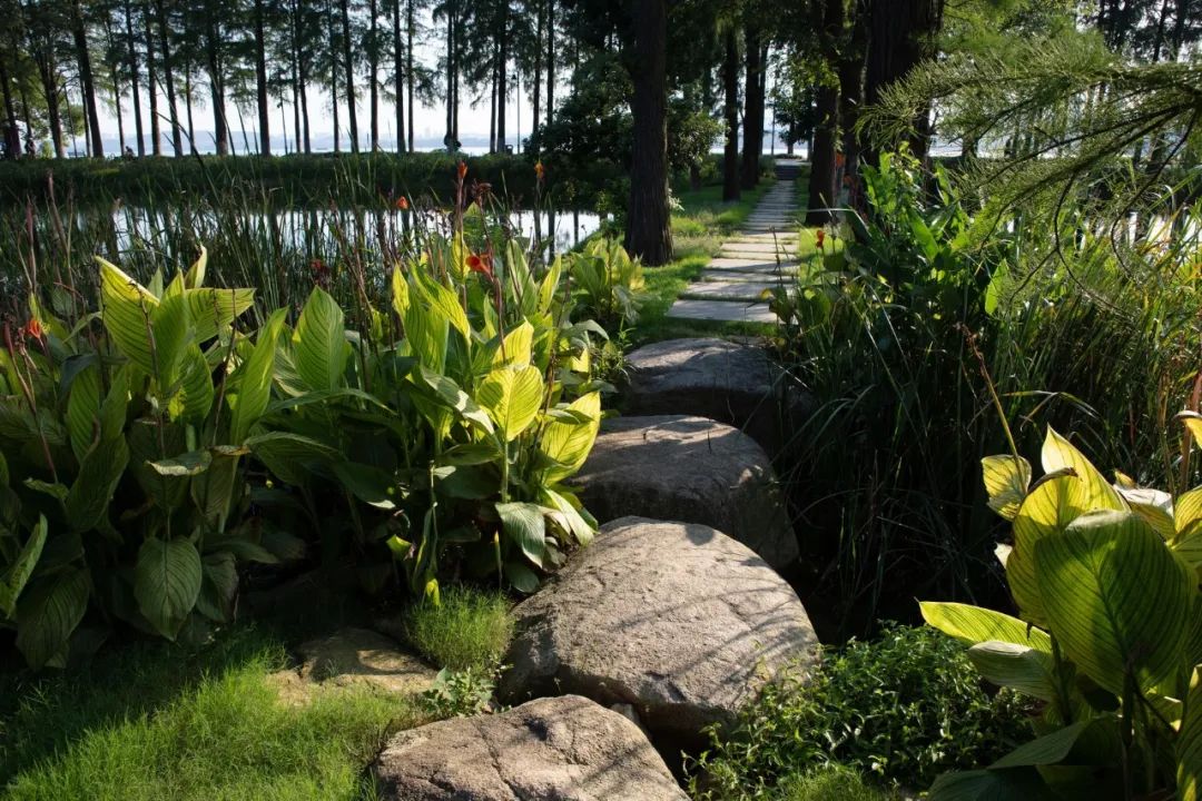 武汉华侨城湿地公园绿化,华侨城生态湿地公园武汉什么区