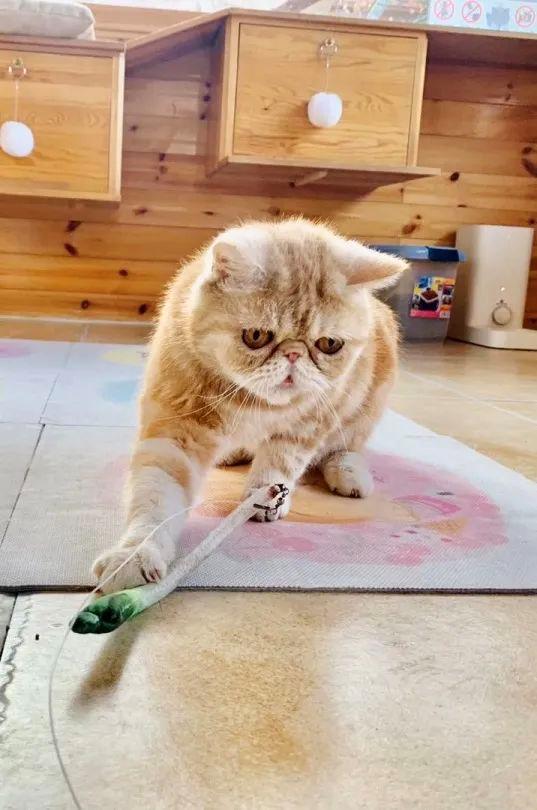 小猫咪为什么喜欢在阳光底下翻滚,小猫咪为什么爱偷袭