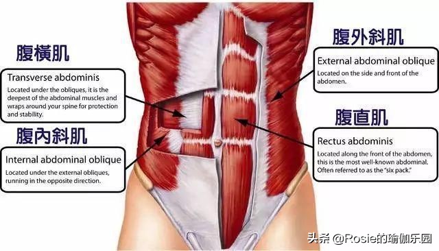 练出马甲线和小蛮腰和漫画腿,练出漂亮的马甲线英文