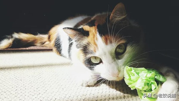 主人睡觉放屁时猫的反应,猫为什么对着人放屁