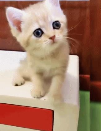 你根本不知道，养只猫有多幸福！