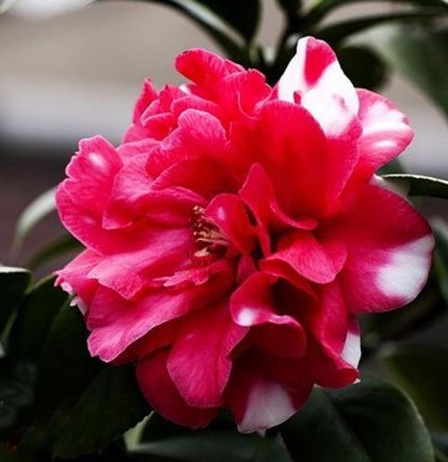 山茶花的简介资料小学生,山茶花的来历简介