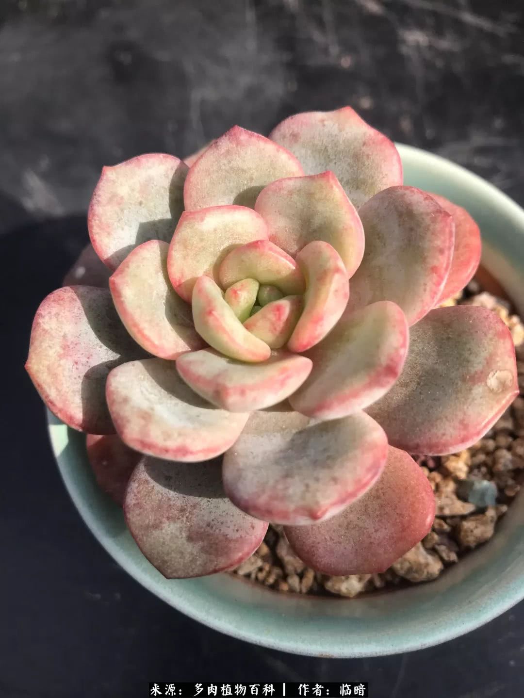 多肉带给我的感情,多肉给人们带什么作用