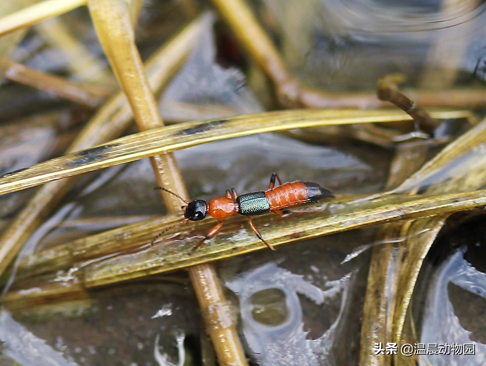 反复遇到隐翅虫是为什么,隐翅虫很可怕是谣言吗
