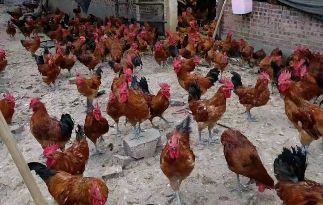 鸡痘的症状及防治方法,鸡痘的最好预防方法