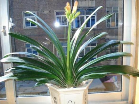 君子兰怎么养最好看看专家怎么说,最贵君子兰9999万图片