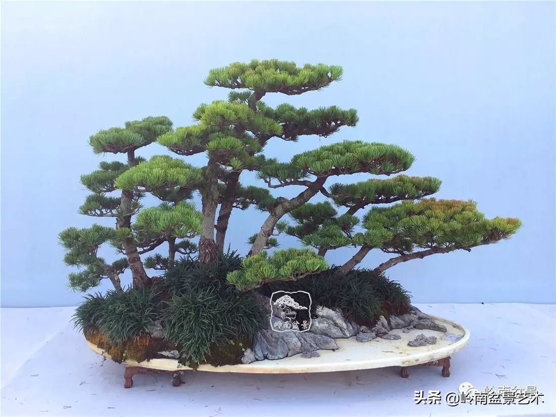 松树在水旱丛林盆景创作中的运用 (松树丛林盆景经典之作)