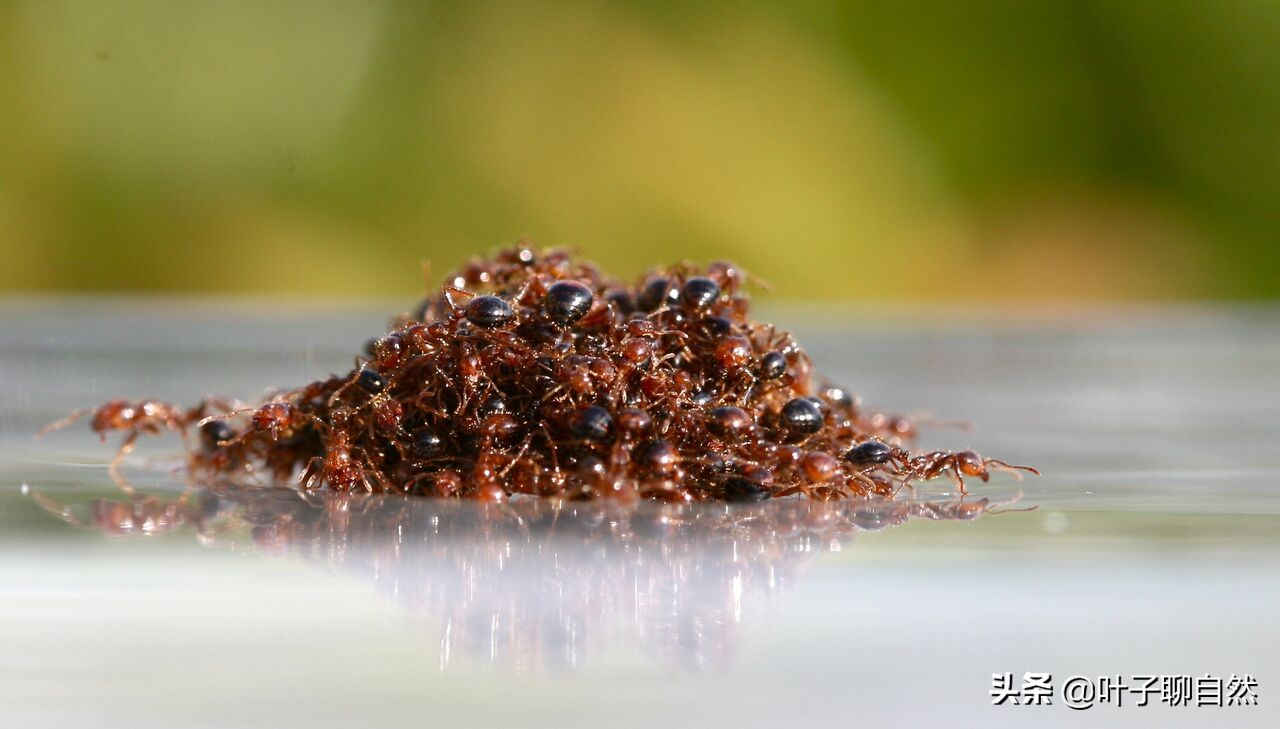 广东上万亩农田遭红火蚁入侵,中国多地出现红火蚁