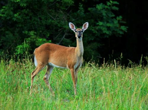不动一兵的战略手段,管仲毒计成美国杀手锏