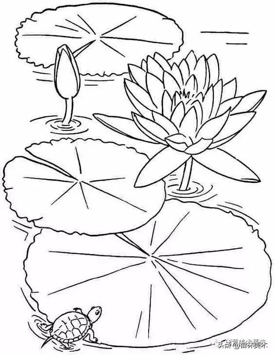 工笔花卉线稿和色稿,花卉白描线稿