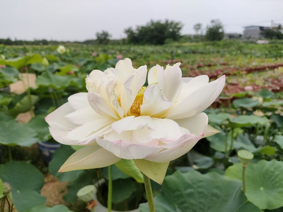 因过竹院逢僧话偷得浮生半日闲,偷得浮生半日闲下一句什么意思