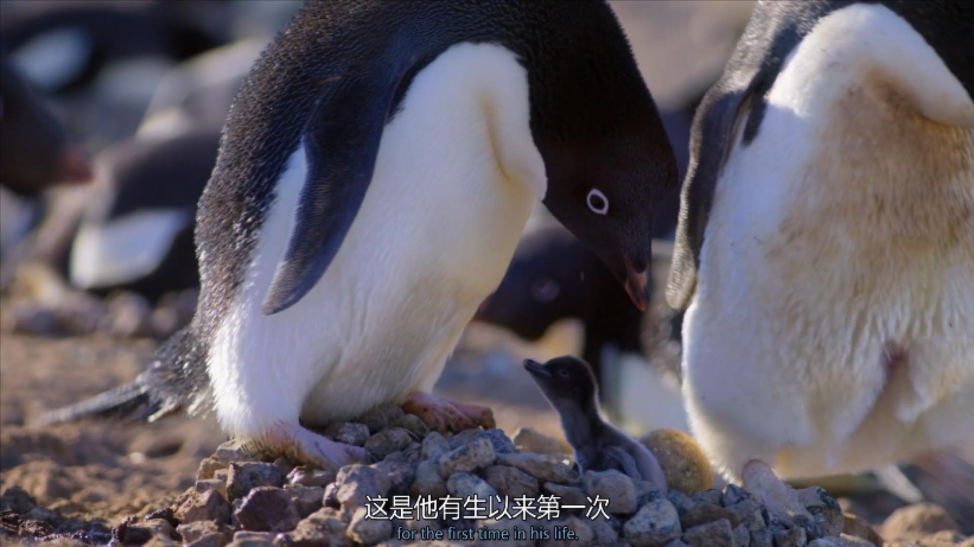 大过年的,被这些小萌萌给笑掉了头