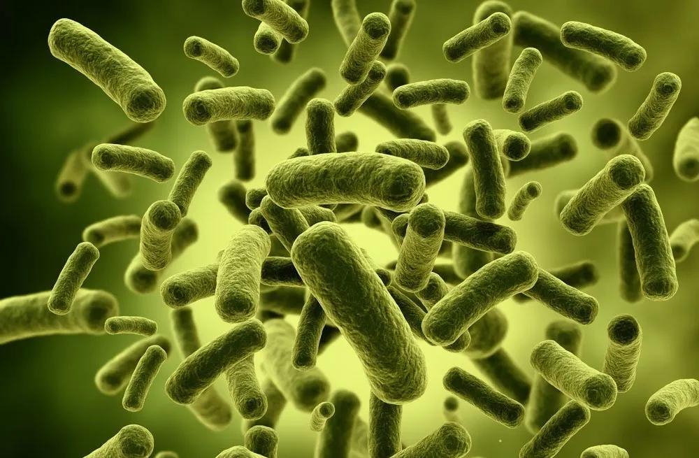 水产养殖中，不同有益菌有不同作用！菌类到底怎么用？