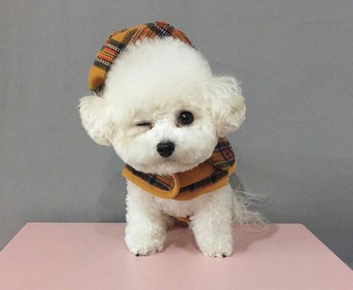 戈赞狗粮好不好,博美肠胃不好能喂土霉素吗