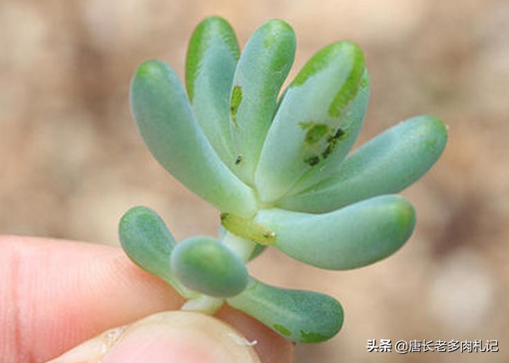 多肉被虫子啃空了,多肉叶子被虫子吃空了