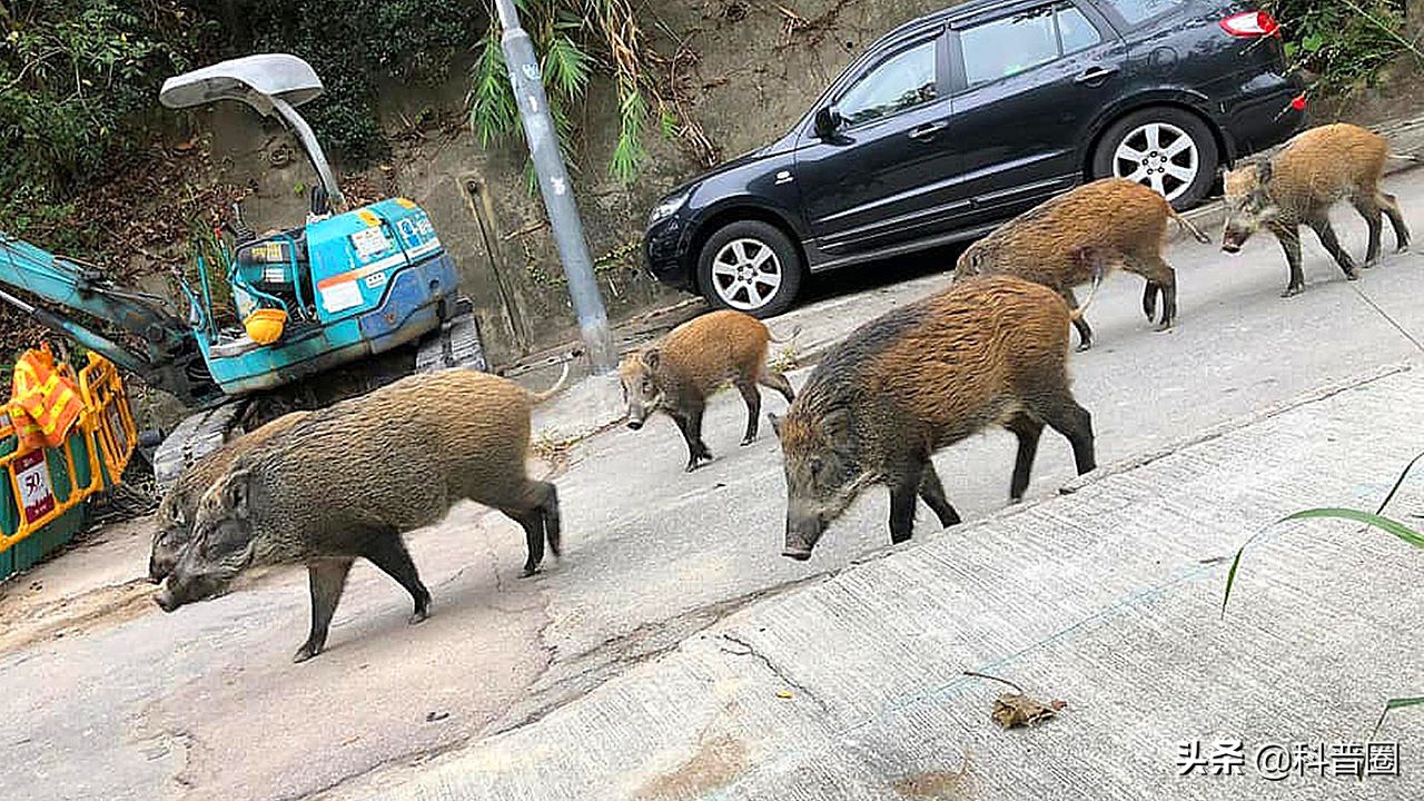 为啥野猪泛滥成灾还要保护,中国野猪数量高达百万