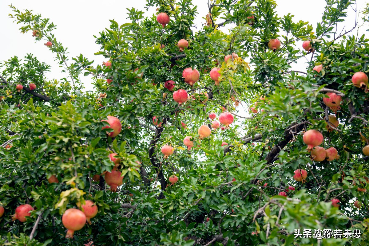 云南蒙自石榴树苗联系电话,云南蒙自石榴树苗出售