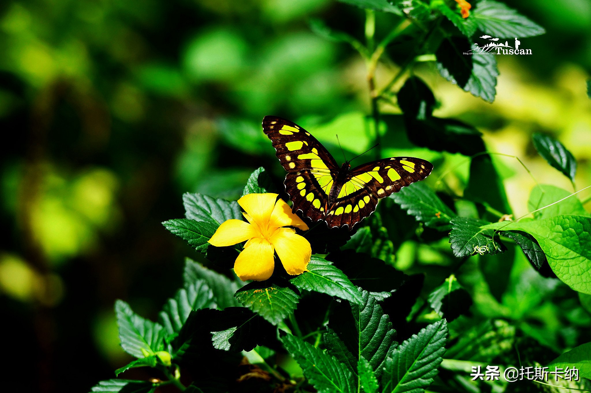 阿联酋沙迦有什么好玩,阿联酋沙迦景点介绍