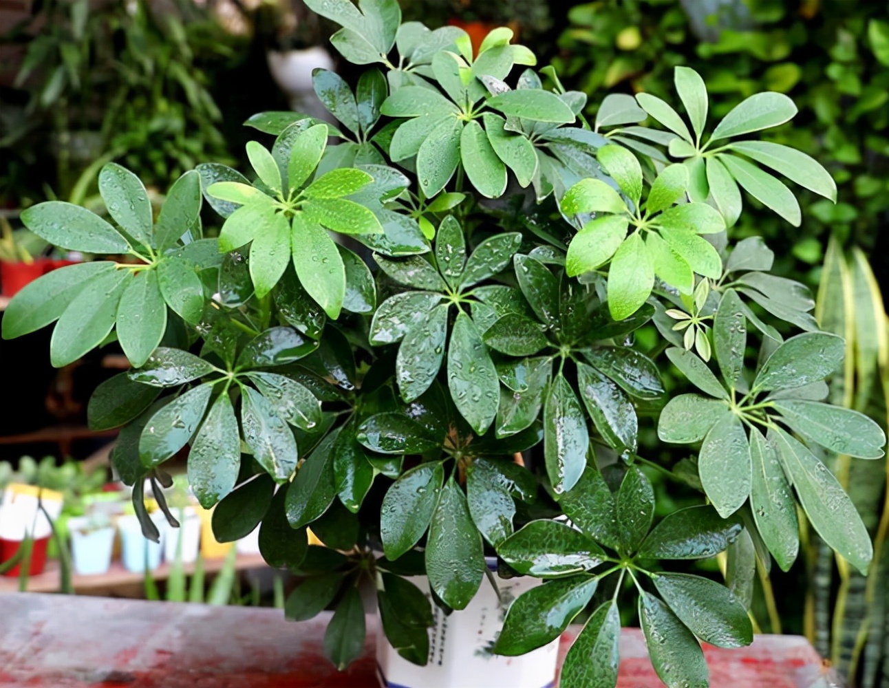 网红植物七叶莲,野生七叶莲价格