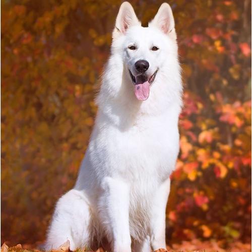 最小的狗狗是什么品种多少钱一只,喜欢板鸭趴的狗狗一般是什么品种