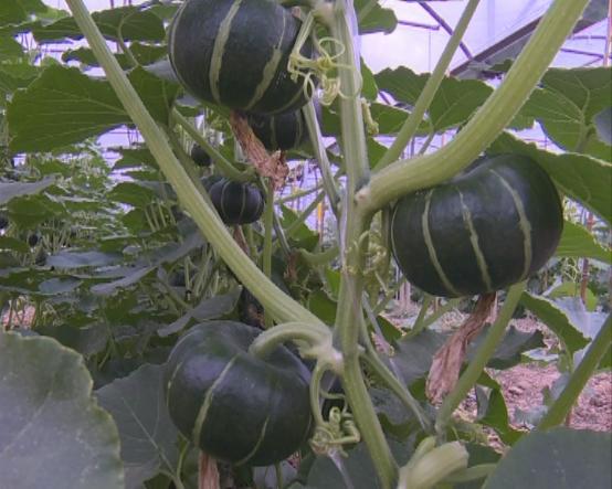 临颍南瓜,临颍县南瓜