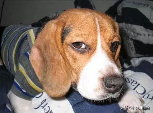 纽约时尚圈,纽约上东区鄙视链