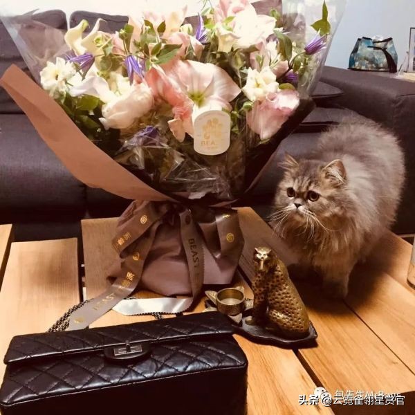 好看又大的宠物包,超好看的宠物包