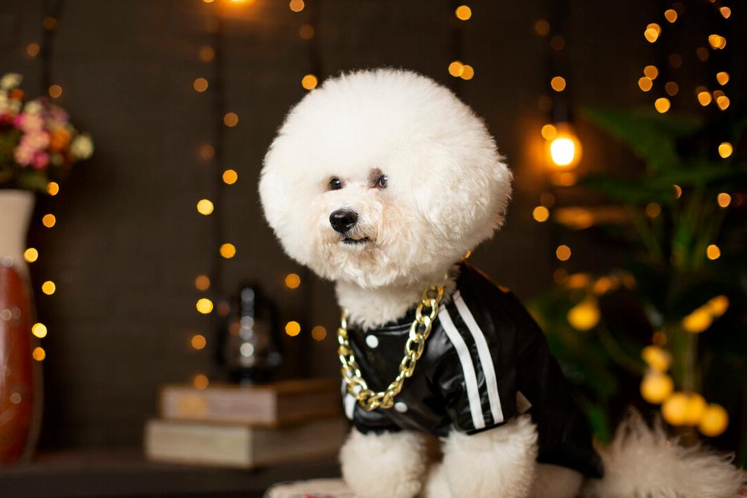 小型宠物犬多少钱一只,十种最省心的小型犬多少钱一只