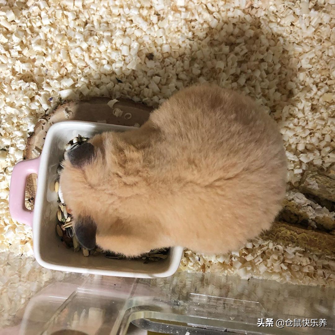 仓鼠怎么养才算肥胖呢,仓鼠怎么养易肥胖呢