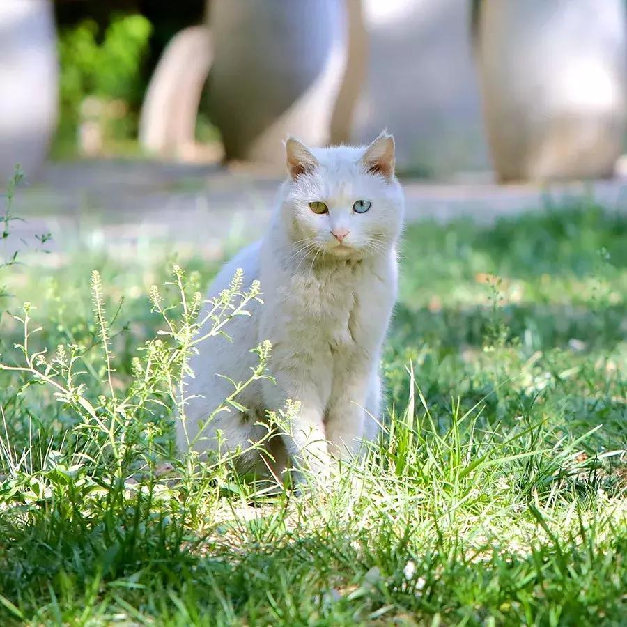 致每一位爱宠人，请了解下困难重重的TNR